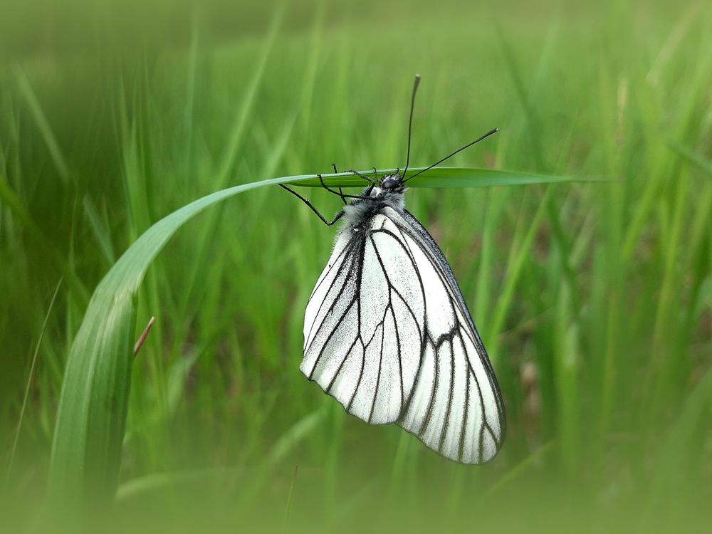 Бабочка капустница