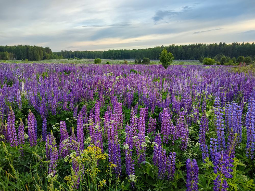Photograph by Алёна Пшеленская
