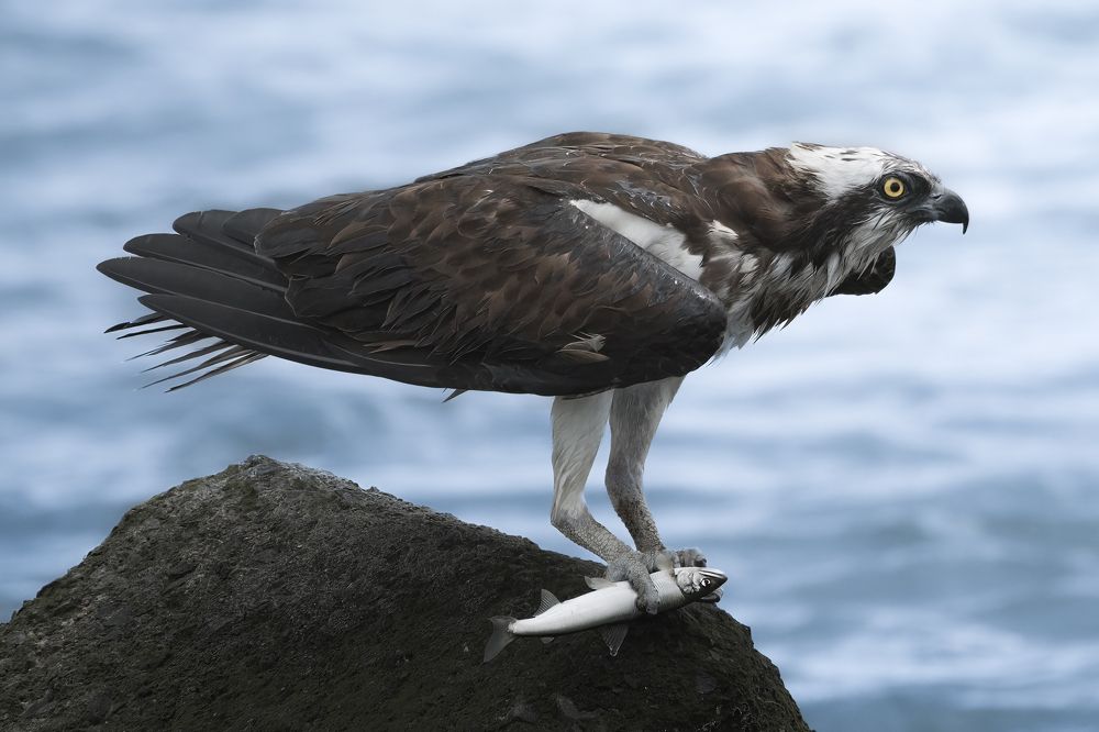 Фотография автора IORI KADOWAKI