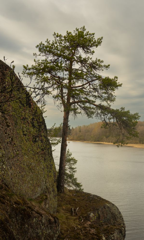 Дерево на скале.