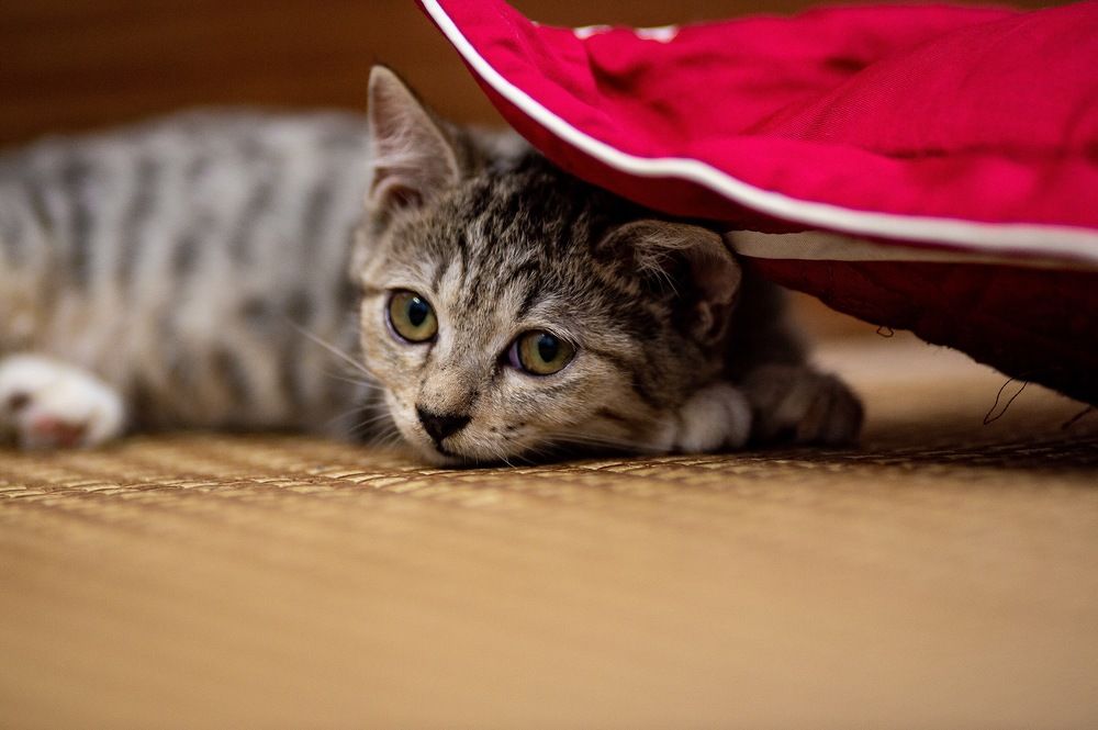 Photograph by Nguyễn Đức Huấn