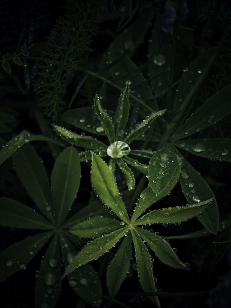 Летняя гроза