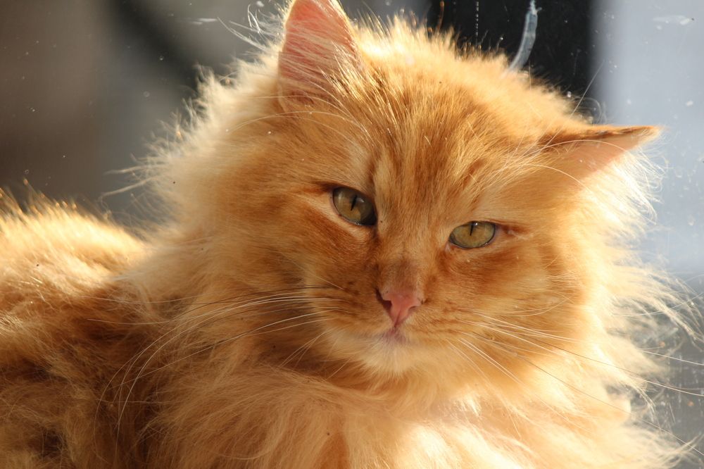 Фотография автора Алина Павлова