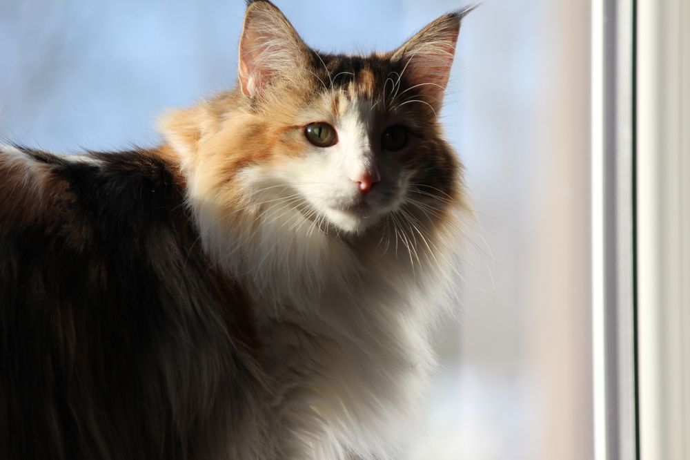 Фотография автора Алина Павлова