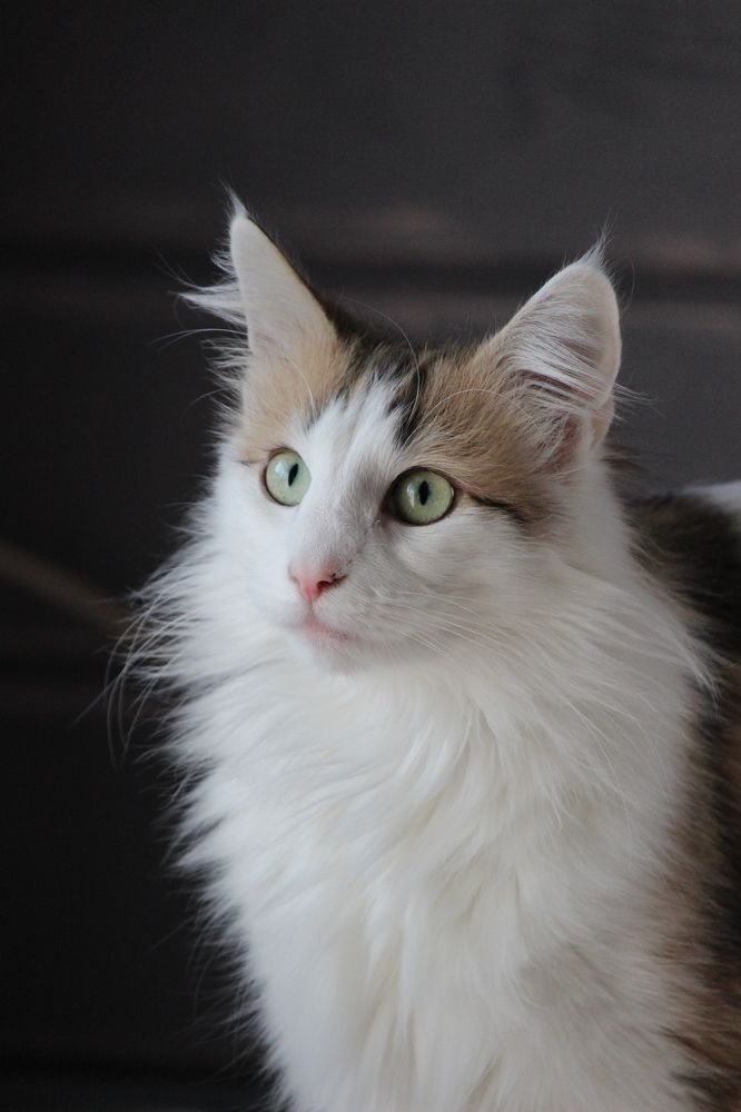 Фотография автора Алина Павлова