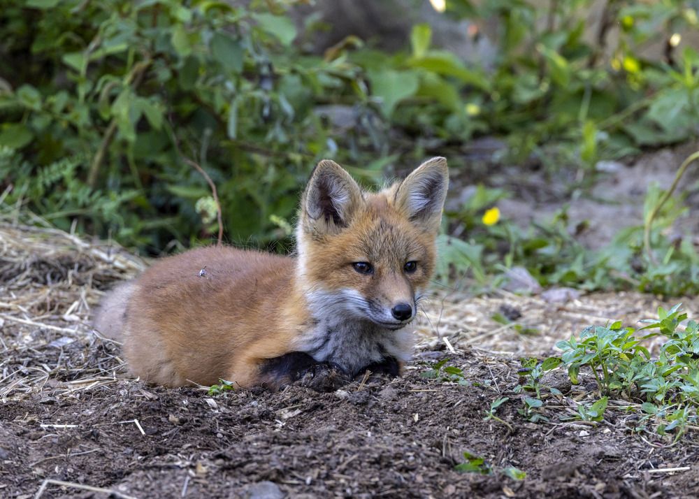 Baby red fox
