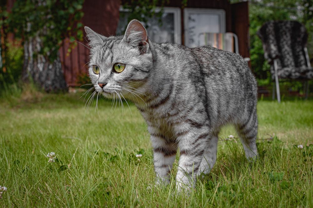 Охотник/Hunter