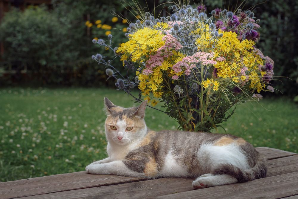 Кошачий натюрморт/Cat still life