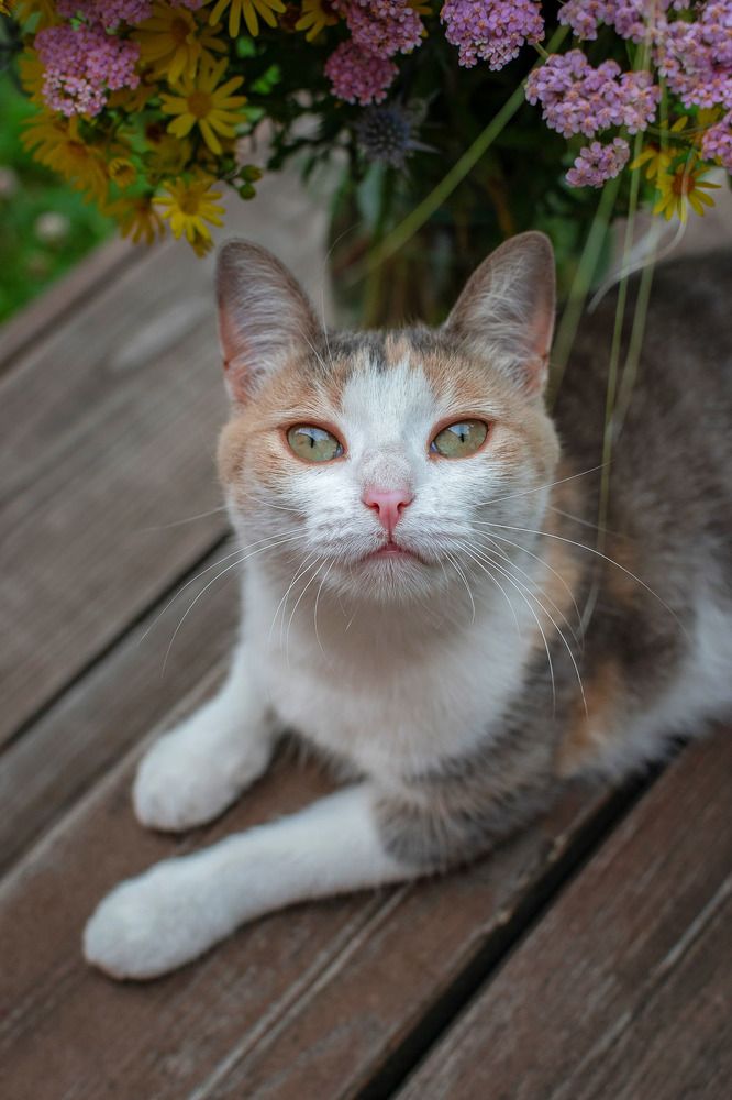 Кошачий портрет/Cat portrait