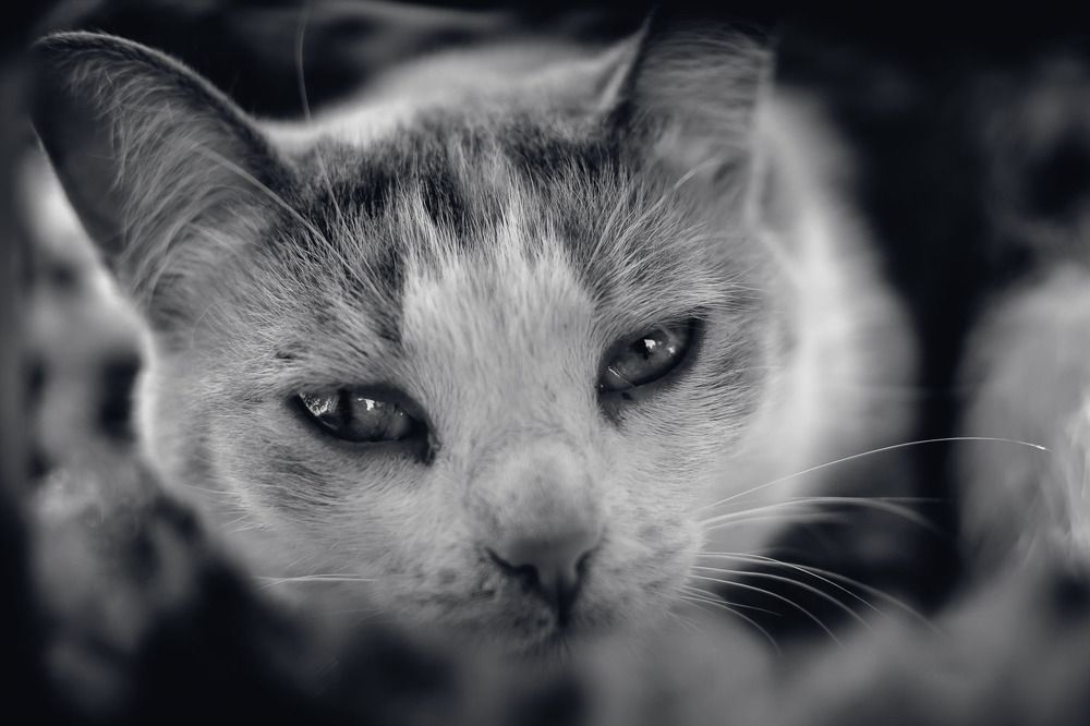 Усталый/Tired