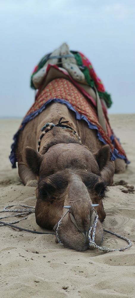 Фотография автора Dipayan Debbarma