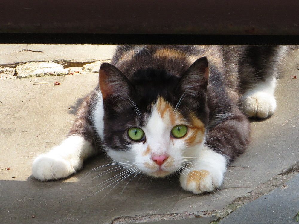 Наблюдает за прохожими