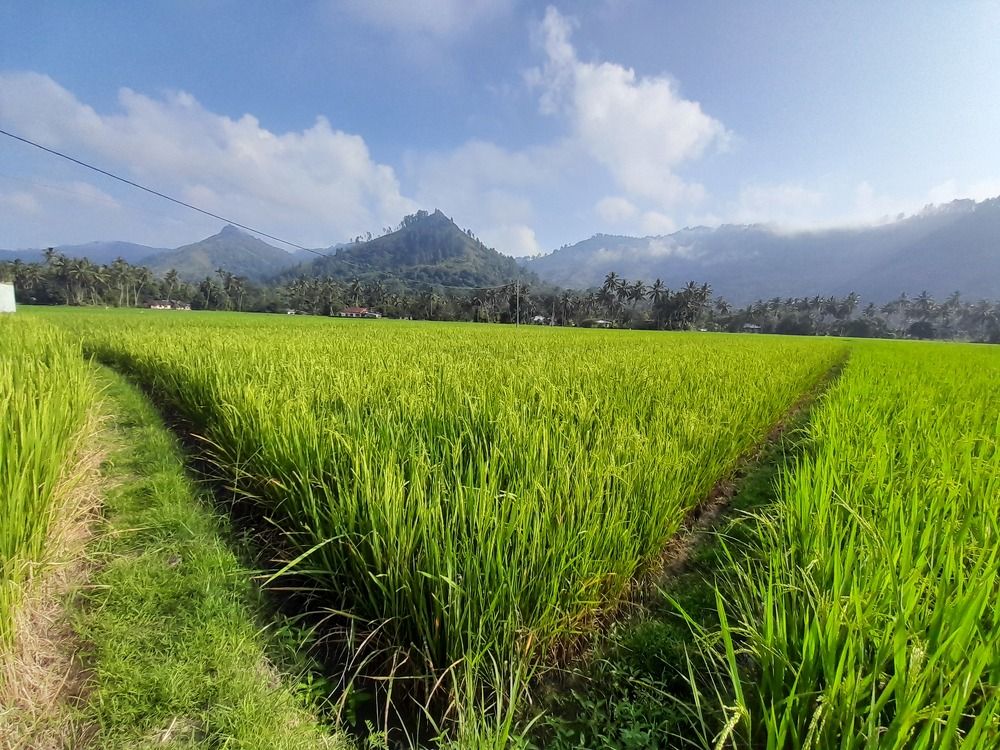 Фотография автора Zulfa