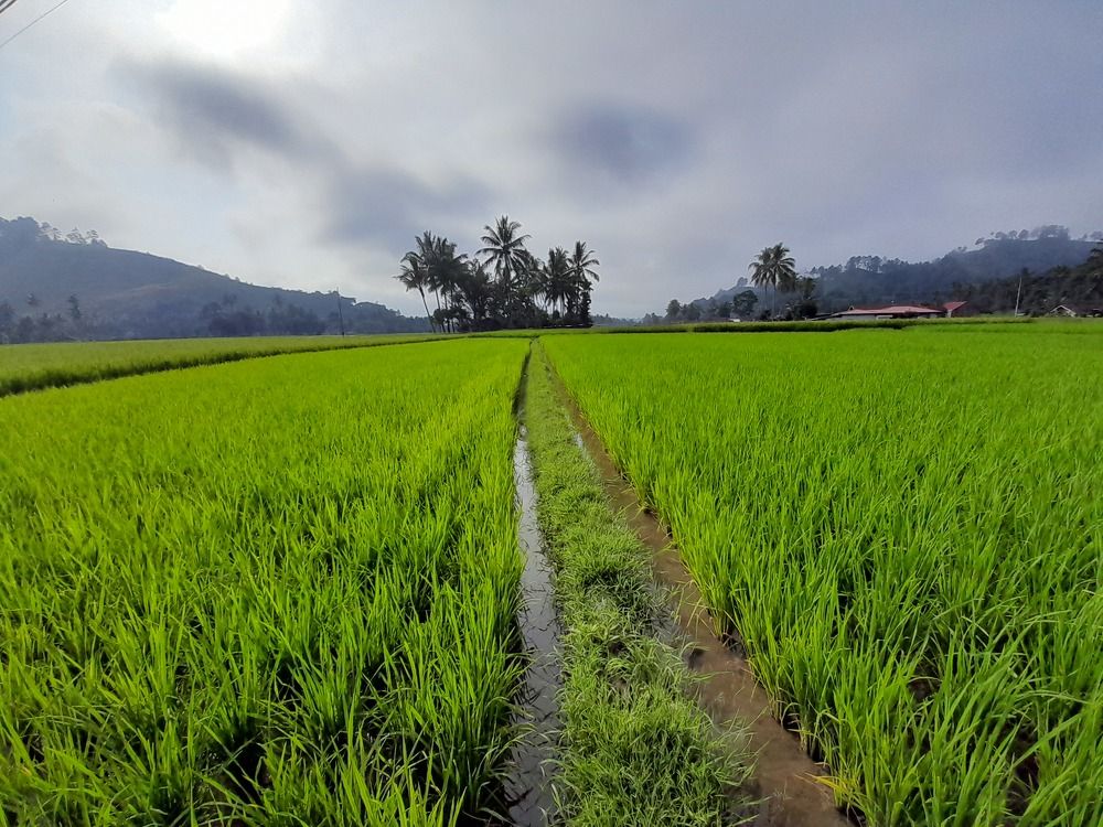 Фотография автора Zulfa