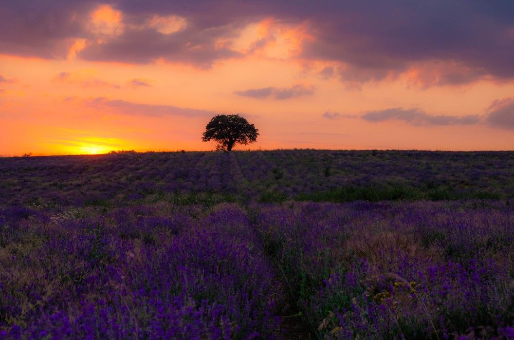Photograph by Николов Андриян