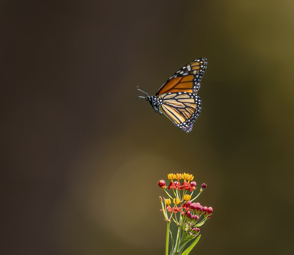 Photograph by Jackie Schletter