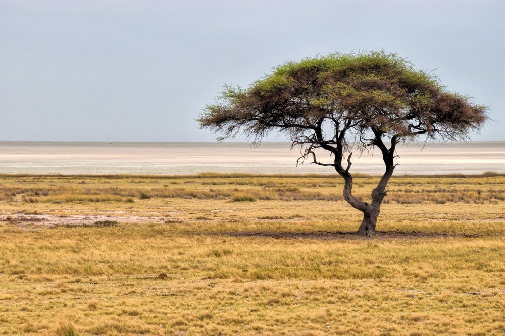 Etosha park