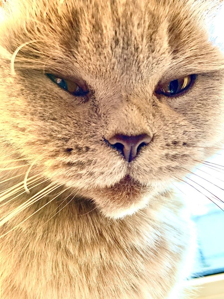 Фотография автора Борис Соколов