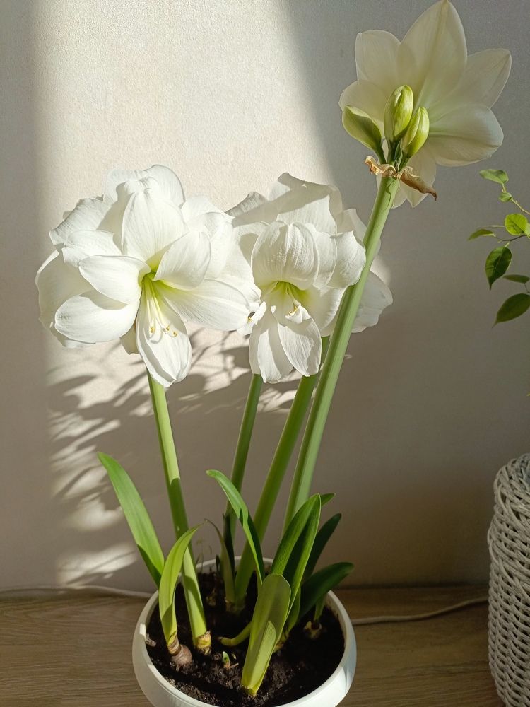 Photo #10739860