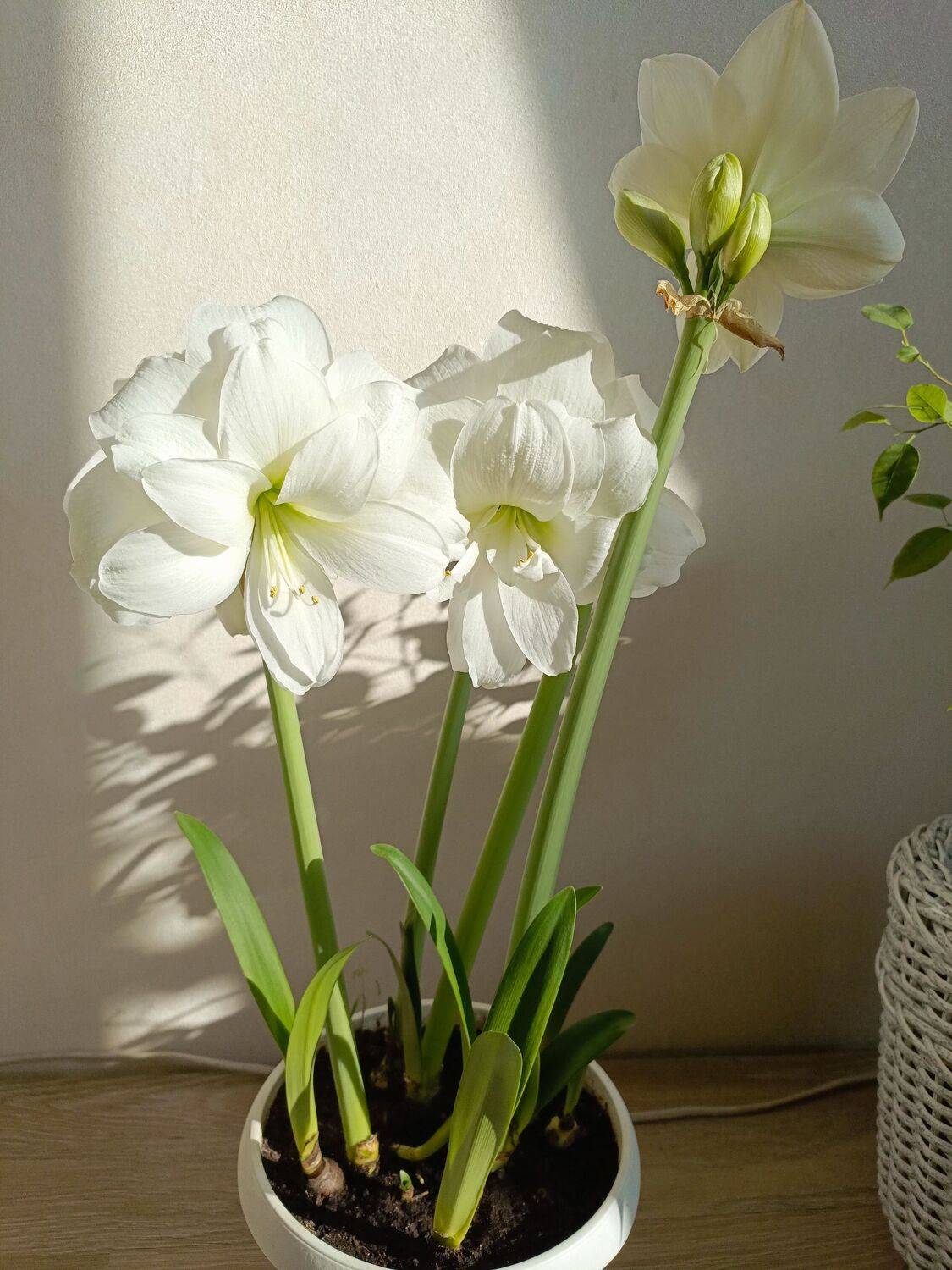 Photo #10739860