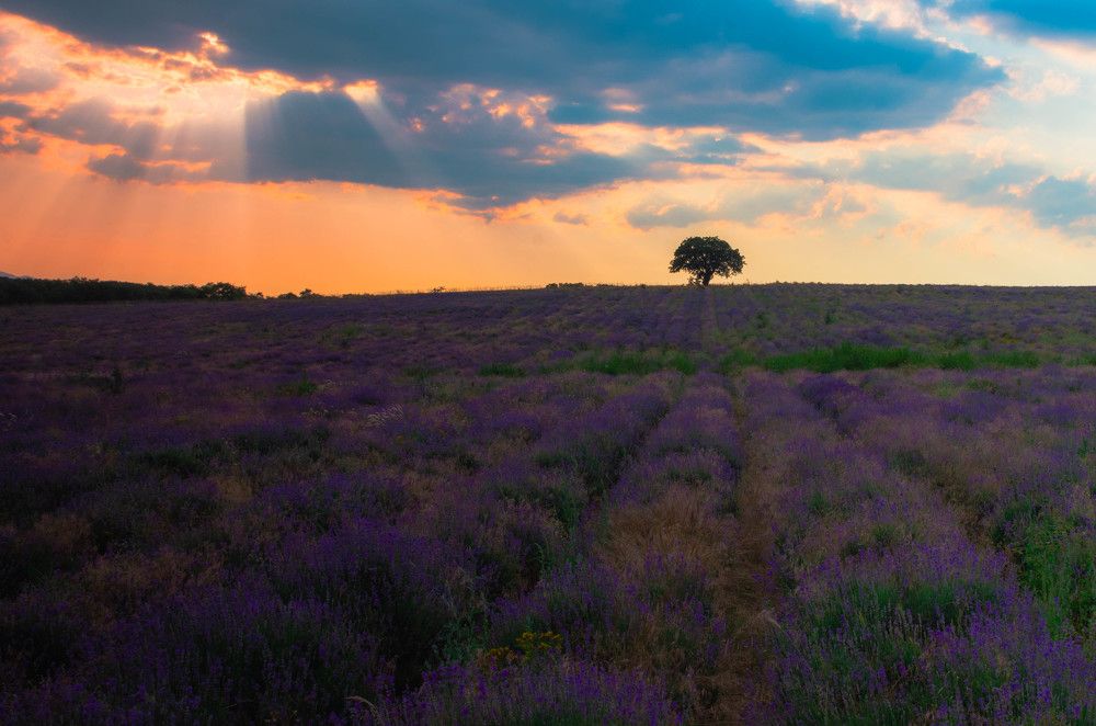 Photograph by Николов Андриян