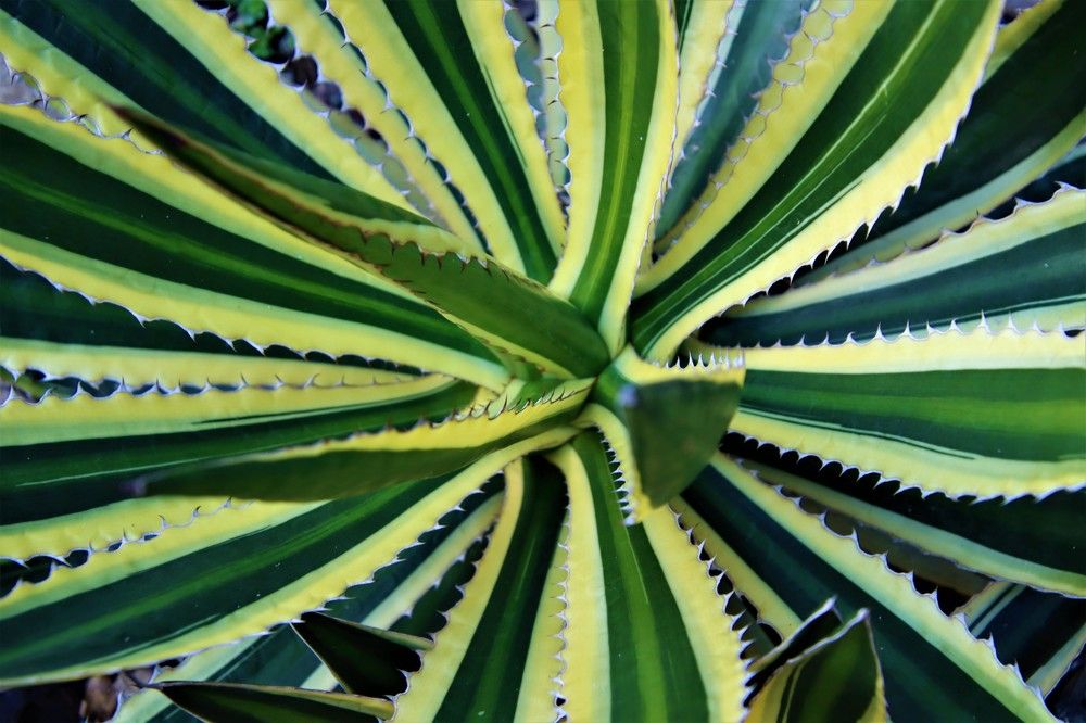 Photograph by Carol Taylor