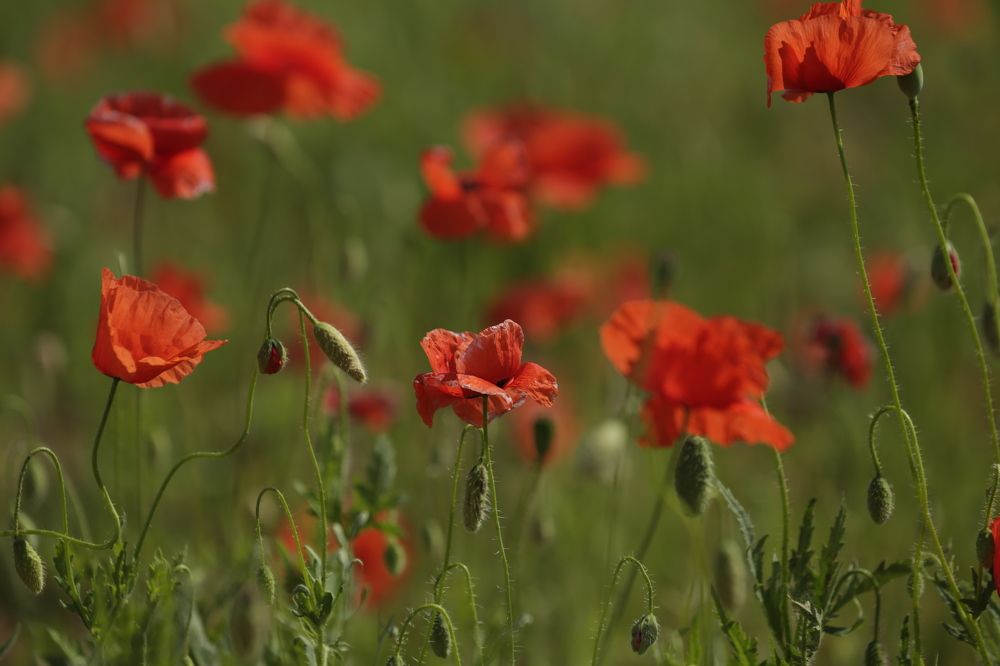 Photograph by Oksana Shchegolkova