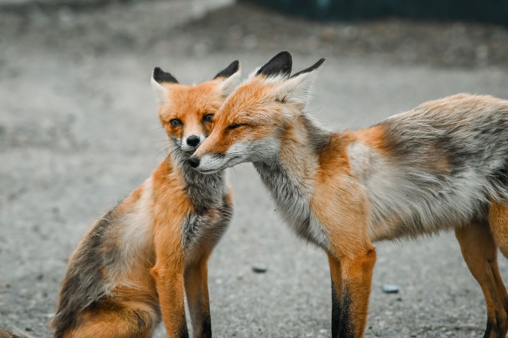 Семья с серпантина