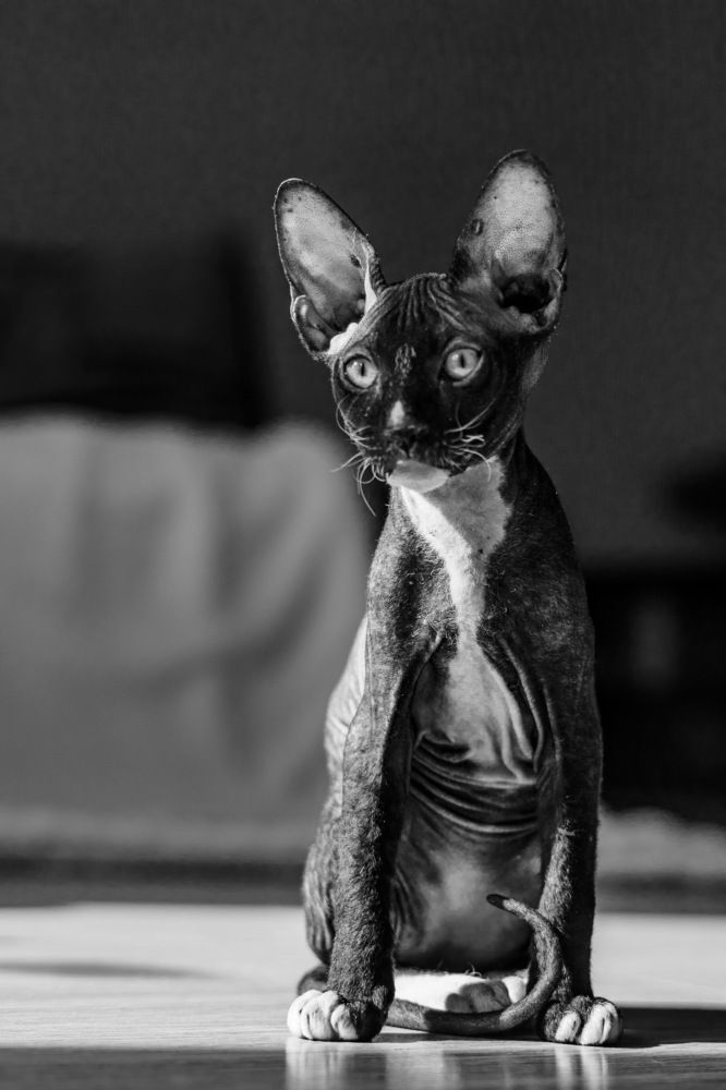 Фотография автора Denis Kotrenko