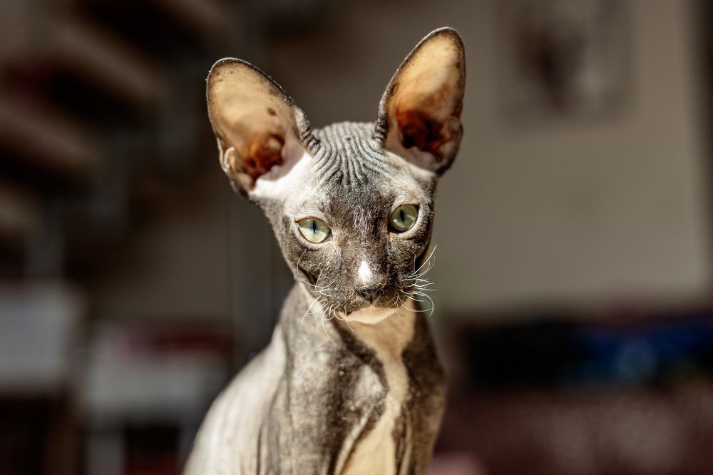 Фотография автора Denis Kotrenko