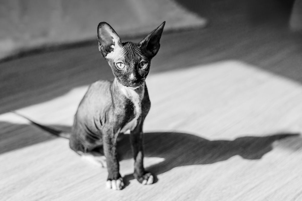 Фотография автора Denis Kotrenko