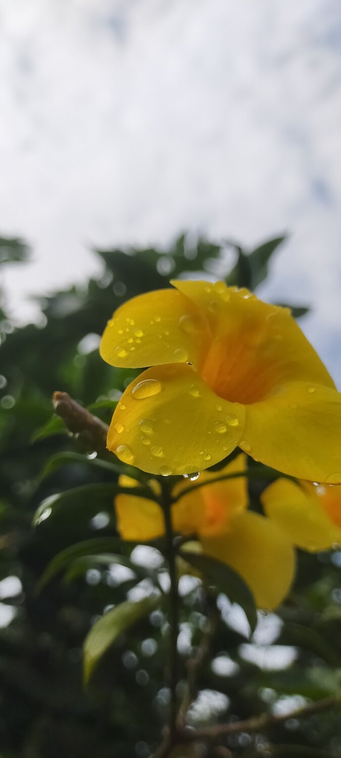 Mobile photography