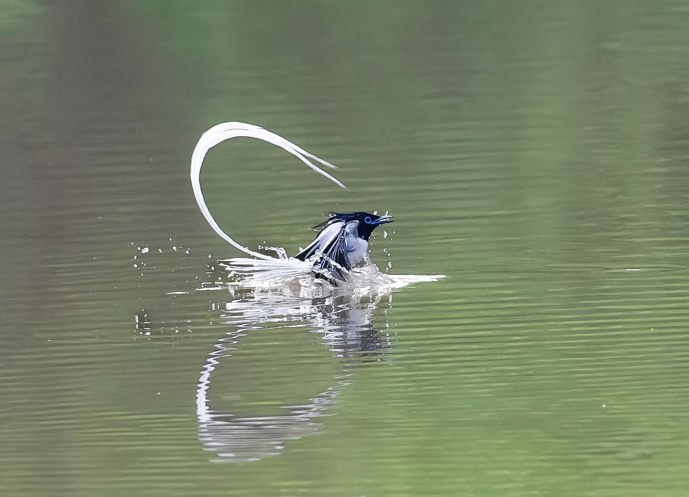 Photograph by Subhadeep Saha