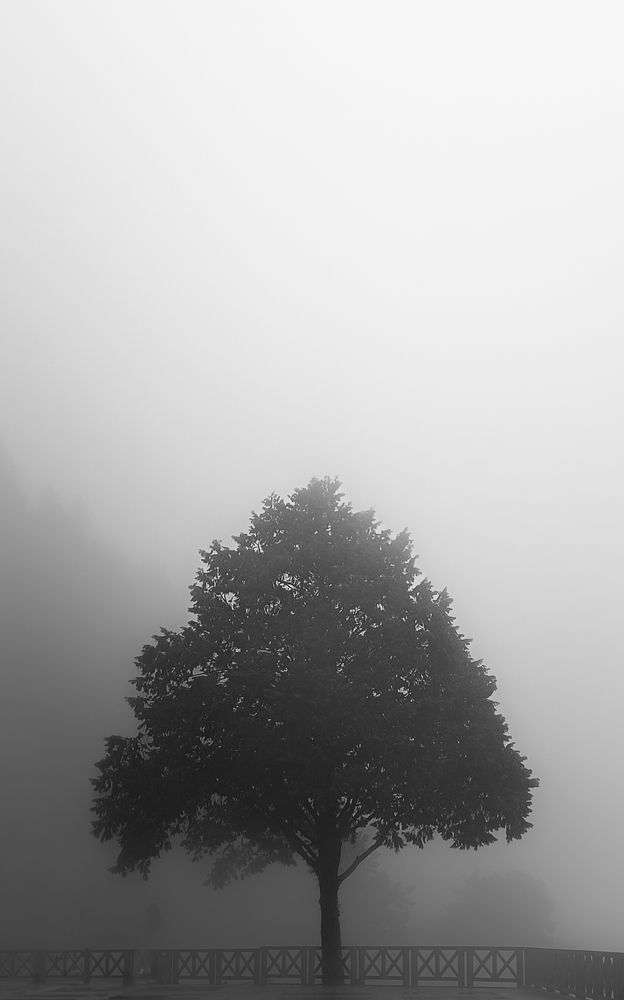 Фотография автора Gustavo Orellana