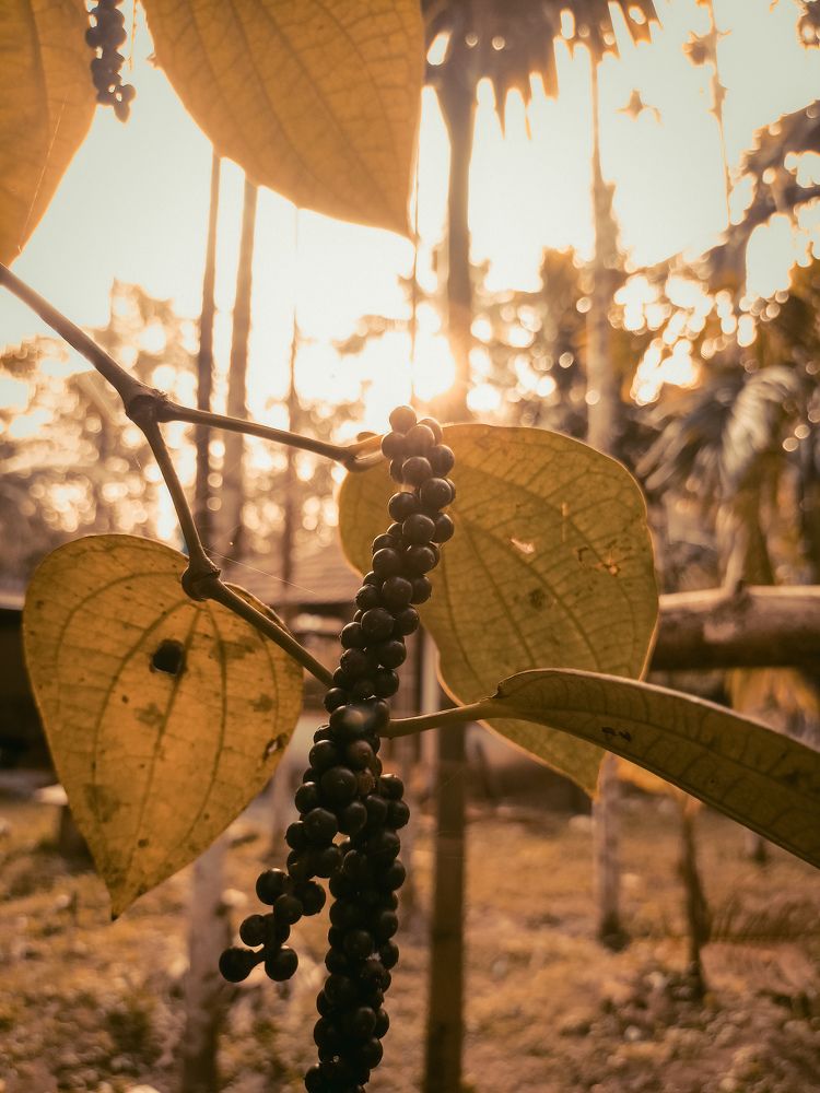 Photograph by Jishnu M