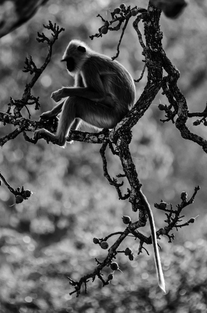 Photograph by Jaspreet Singh