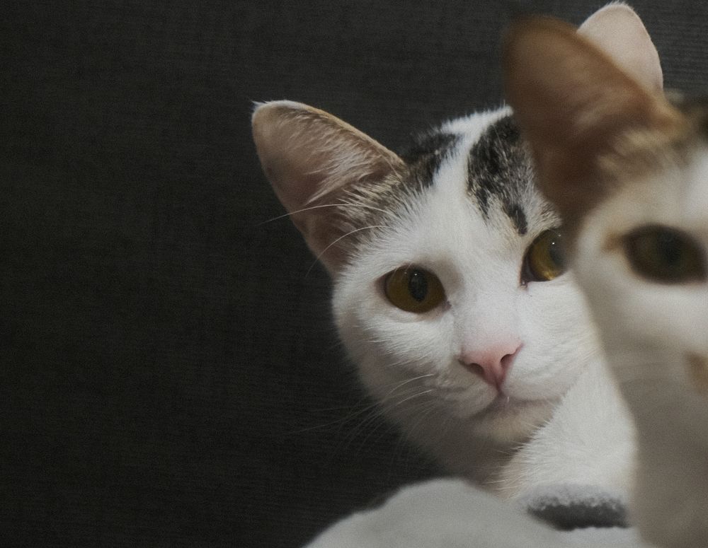 Фотография автора Gustavo Orellana