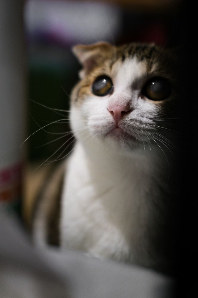 Фотография автора Gustavo Orellana