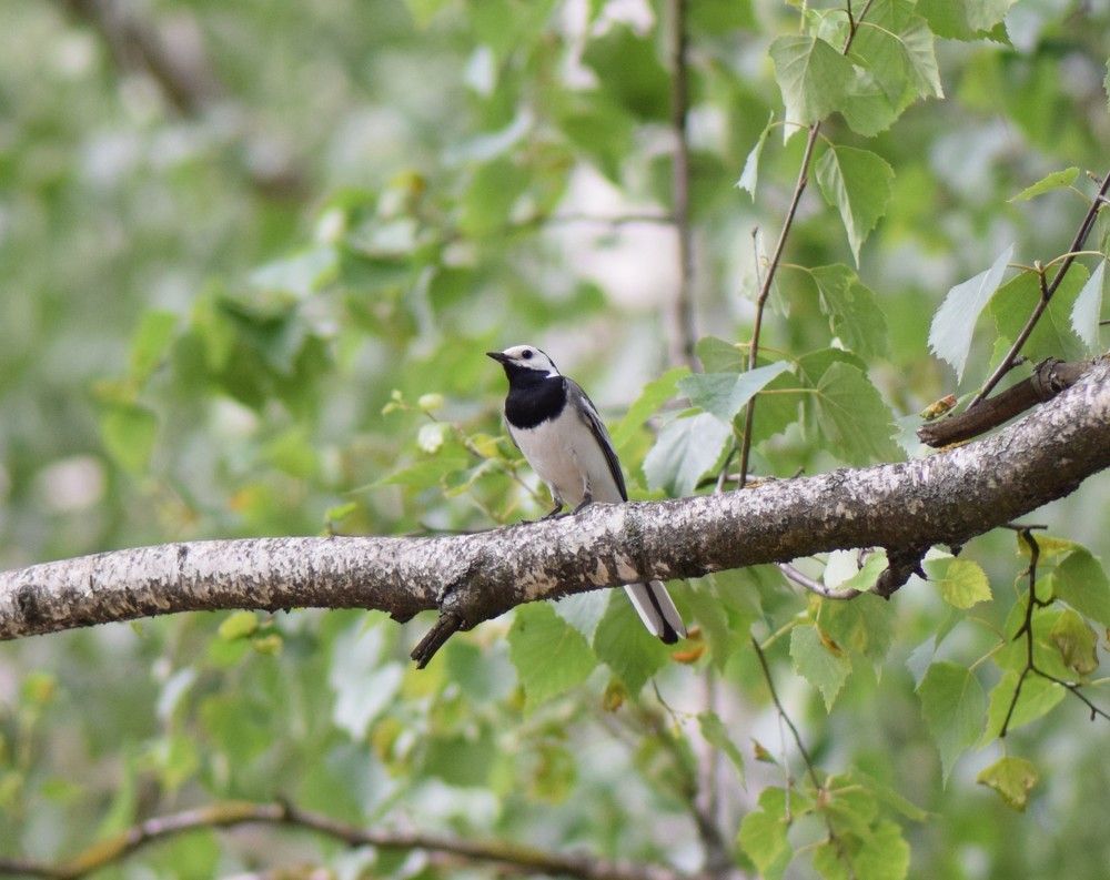 Белая трясогузка