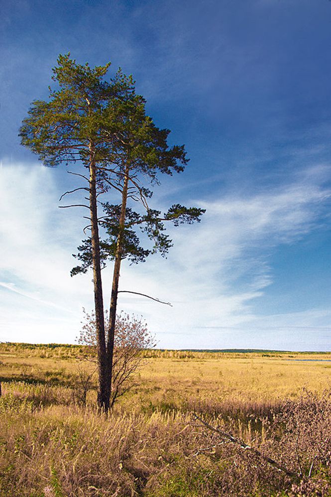 Photograph by Николай Кандауров