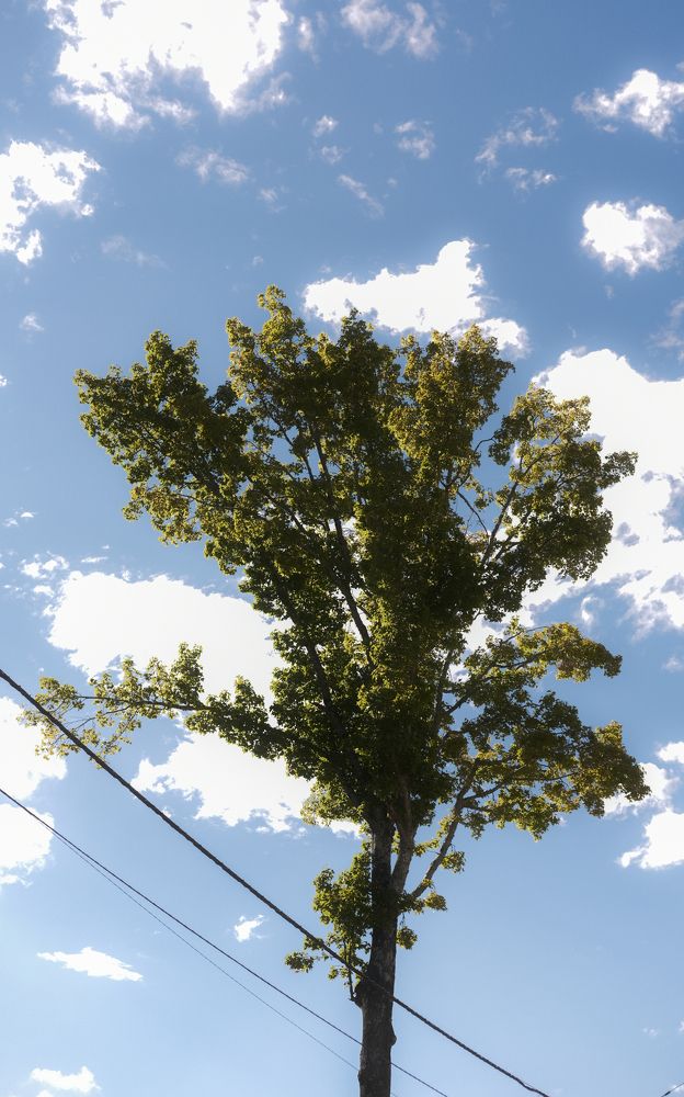 Фотография автора Gustavo Orellana