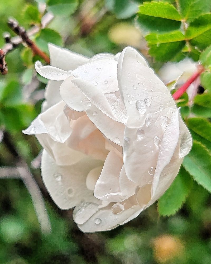 Белый шиповник