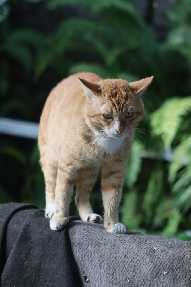 Photograph by Komang Mariono