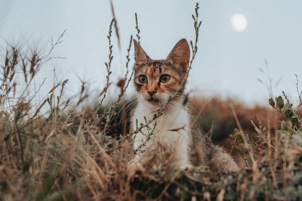 Photograph by Evgeny Vdovin