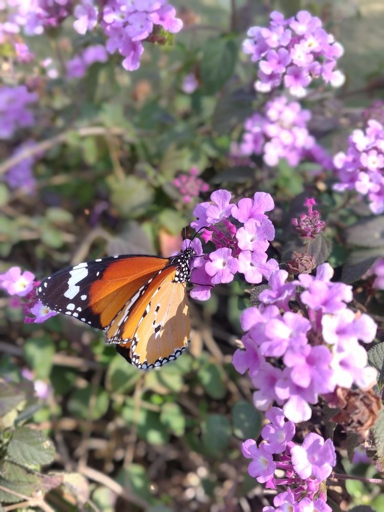 BUTTERFLY.