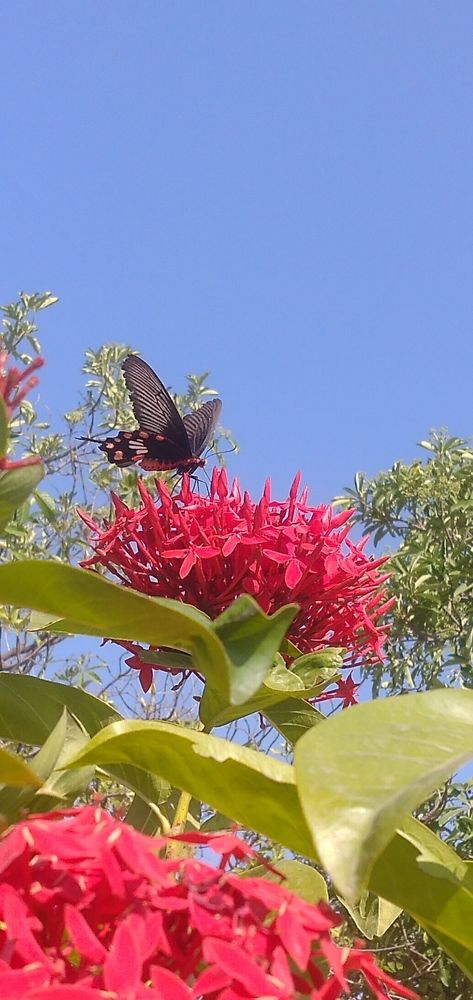 FLYING FLOWER.
