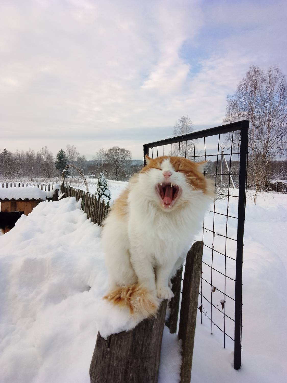 Photo #10741526