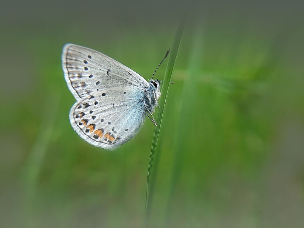 Бабочка голубянка