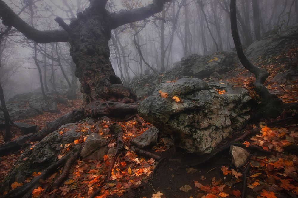 Photograph by Костенко Александр