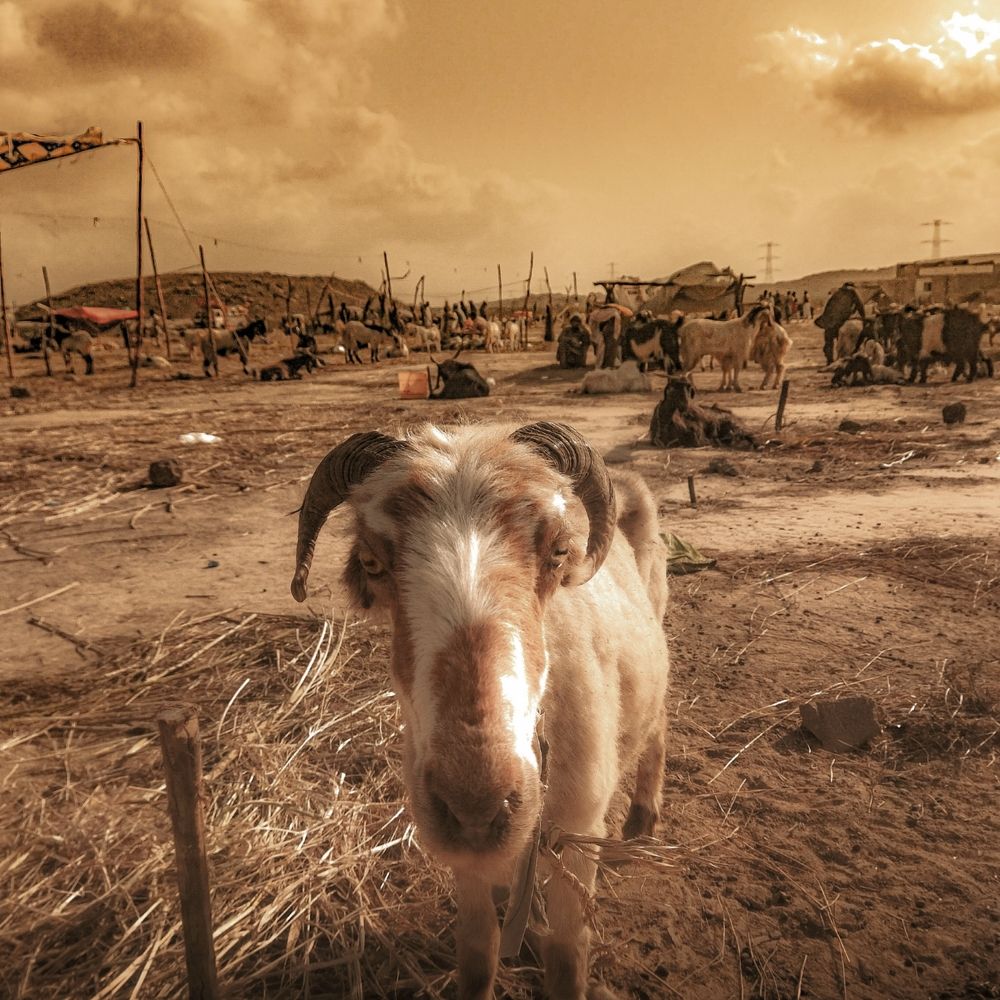 Photograph by BM BALOCH